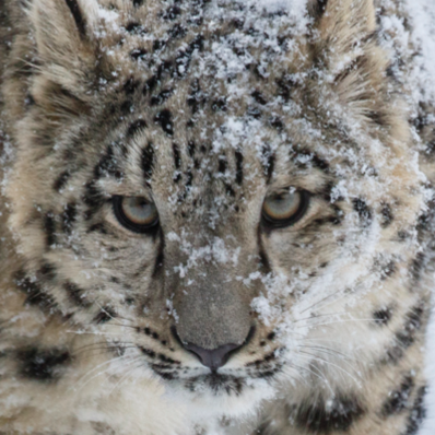 Snow Leopard Trust